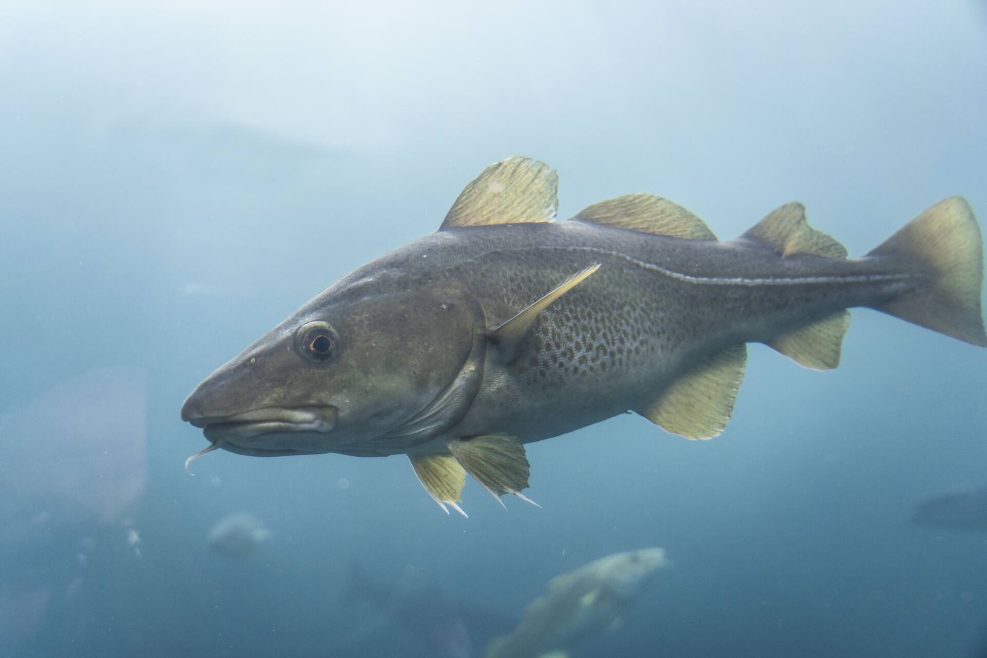 Você sabe dessalgar o bacalhau? Ao - Bacalhau da Noruega